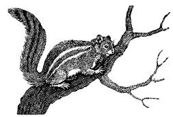 Chipmonk