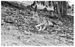 Running Coyote
