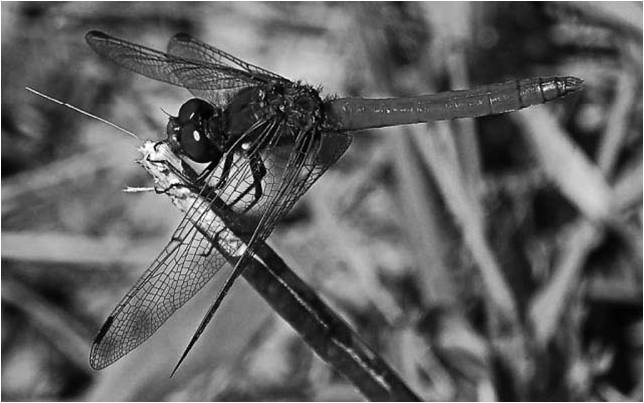 Dragon Fly Close-up