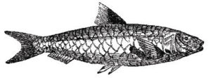 Feb-Fish