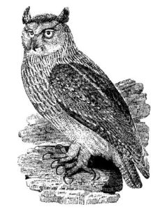 Feb-Owl