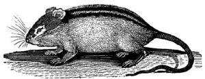 Feb-Rat
