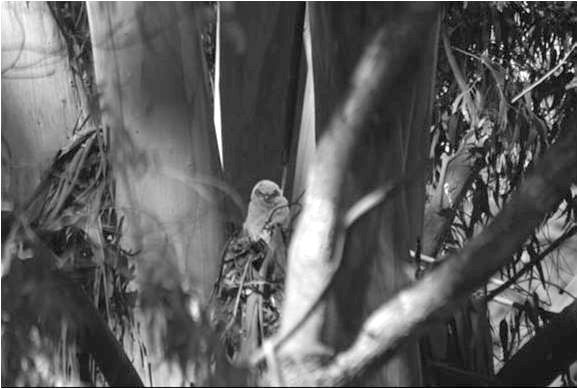 Glen Park Canyon Owl