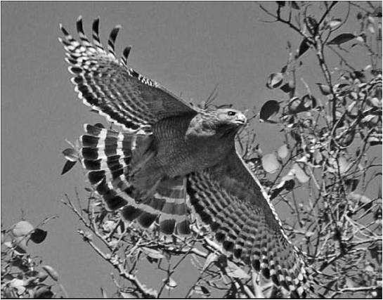 Hawk on Eucalyptus Branch