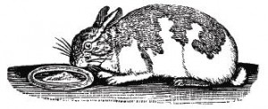 Rabbit