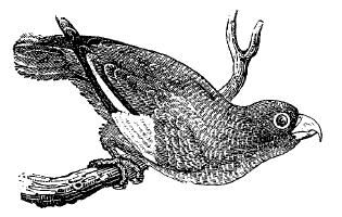 Sparrow