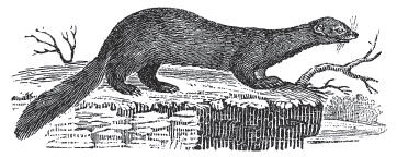 Weasel