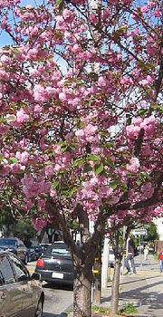 prunus_serrulata